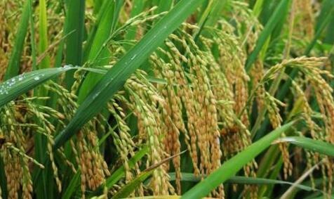 艾尔登法环大山羊护符获取位置
