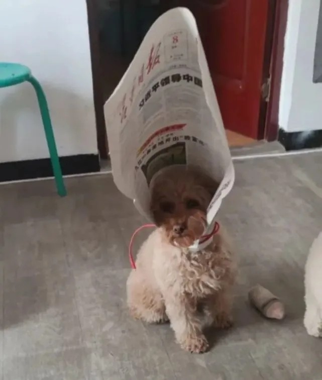 模特直播app