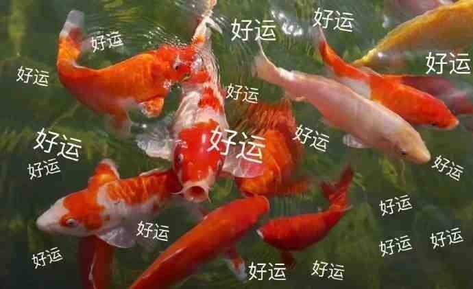 我那年送你的灰太狼气球过时了什么梗 我那年送你的灰太狼气球过时了什么梗