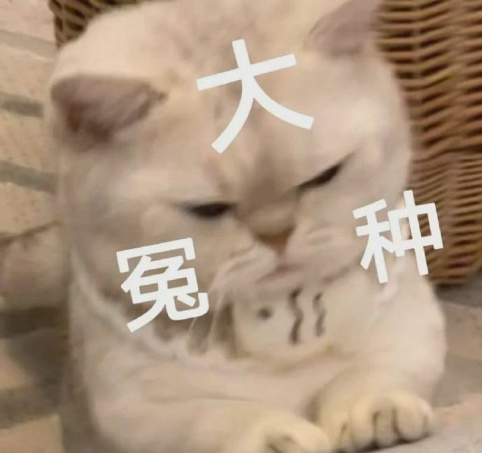 雏姬app