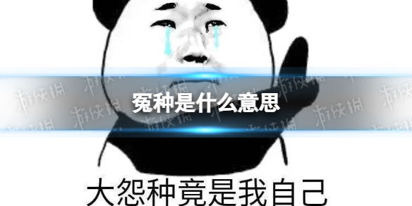 雏姬app