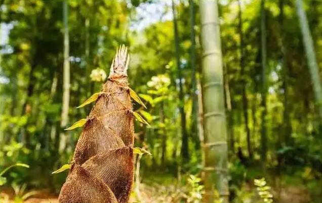 《阴阳师》夜刀神残幕戏尽皮肤获取攻略