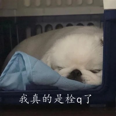 一伦是什么梗