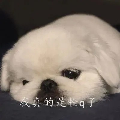 一伦是什么梗