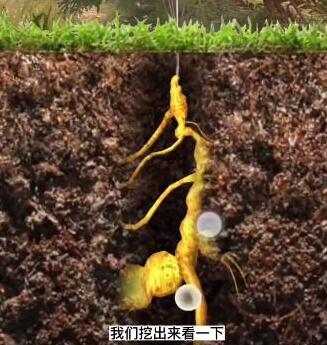 烟雨江湖端午节限定伙伴桃花获得方法