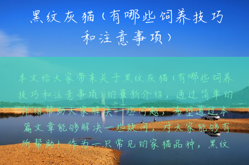 黑纹灰猫(有哪些饲养技巧和注意事项)