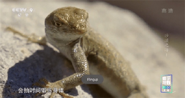 星火网络电视旧版本