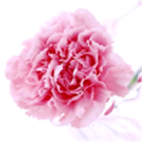 手机微信头像图片大全